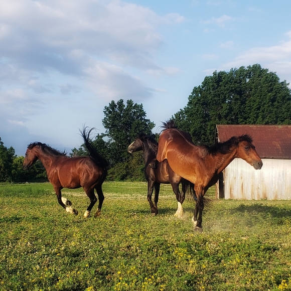 Meet your Posher, Marcus - Picture 2 of 2